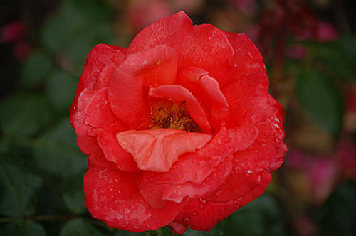 Rose, Foto: Public Domain